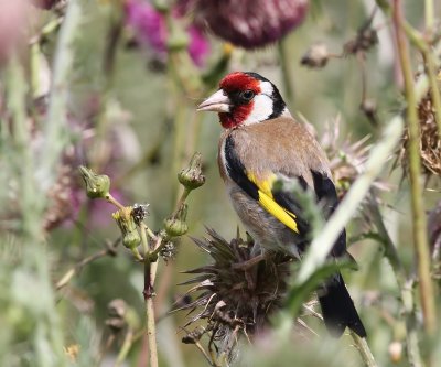 Putter - European Goldfinch