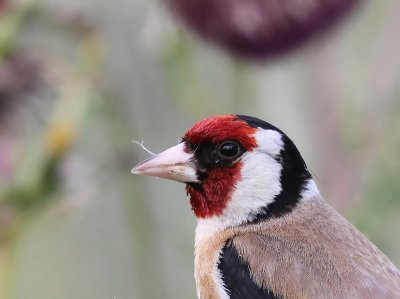 Putter - European Goldfinch