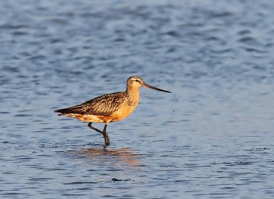 Rosse Grutto - Bar-tailed Godwit