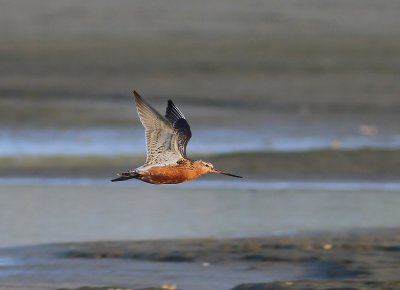 Rosse Grutto - Bar-tailed Godwit