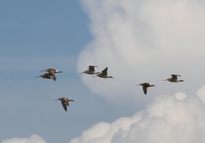 Rosse Grutto's - Bar-tailed Godwits