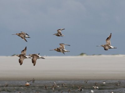 Rosse Grutto's - Bar-tailed Godwits