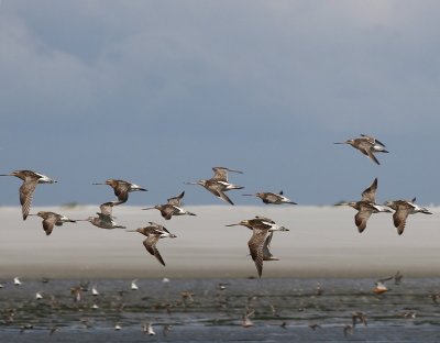 Rosse Grutto's - Bar-tailed Godwits