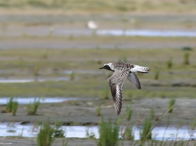 Zilverplevier - Grey Plover