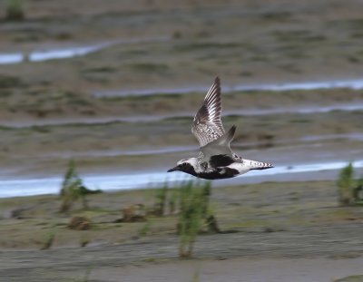 Zilverplevier - Grey Plover