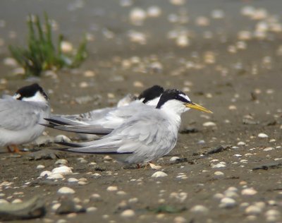 Dwergstern - Little Tern