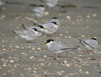 Dwergstern - Little Tern