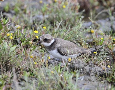 Bontbekplevier - Common Ringed Plover