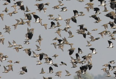 Goudplevieren - European Golden Plovers