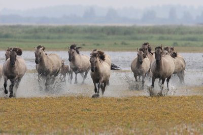 Konikpaarden - Konik Horses