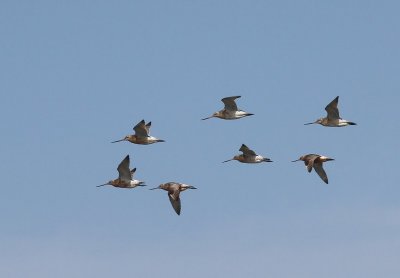 Rosse Grutto's - Bar-tailed Godwits