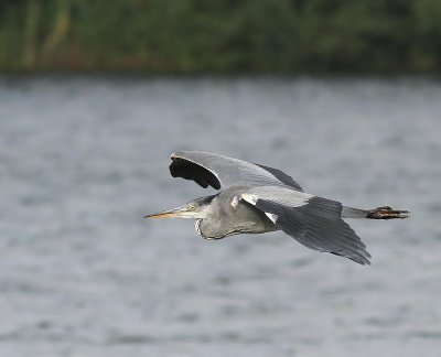 Blauwe Reiger - Grey Heron
