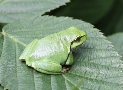 Boomkikker - Tree Frog