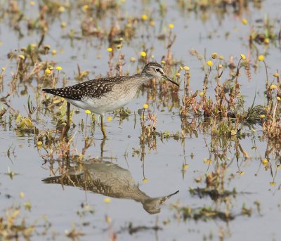 Bosruiter - Wood Sandpiper