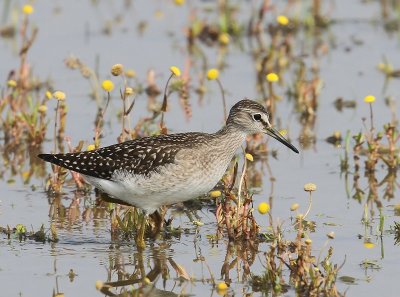 Bosruiter - Wood Sandpiper