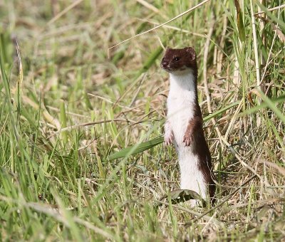 Wezel - Weasel