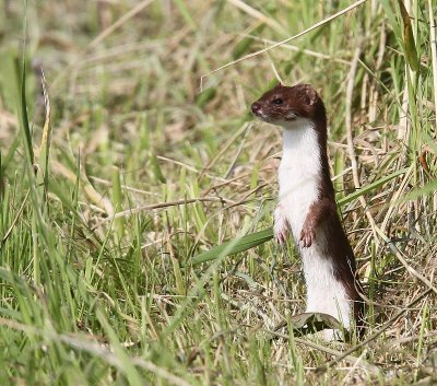 Wezel - Weasel