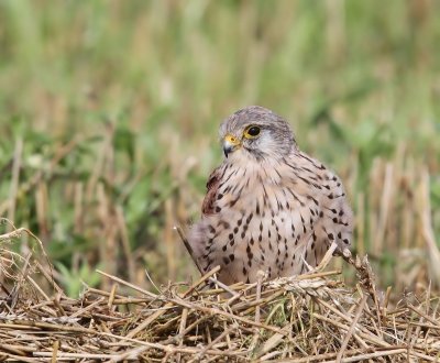 Torenvalk - Common Kestrel