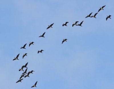 Aalscholvers - Great Cormorans