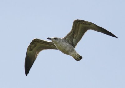 Geelpootmeeuw - Mediterranean Yellow-legged Gull