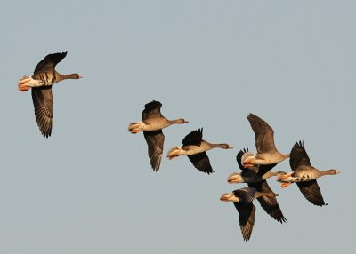 Kolganzen - Greater White-fronted Geese