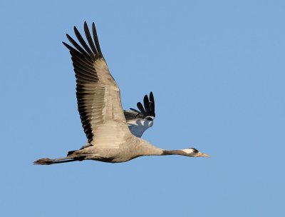 Kraanvogel - Common Crane