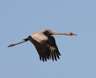 Kraanvogel - Common Crane