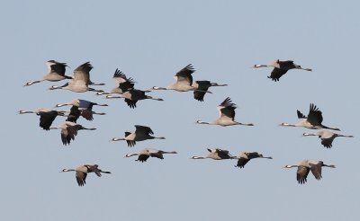 Kraanvogels - Common Cranes