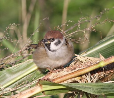Ringmus - Eurasian Tree Sparrow