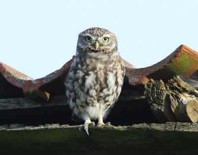 Steenuil - Little Owl