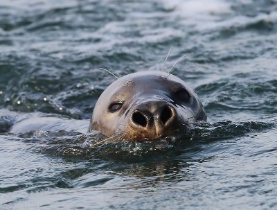 Grijze Zeehond - Gray Seal