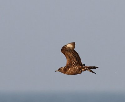 Kleine Jager - Arctic Skua