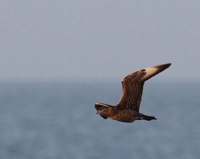 Kleine Jager - Arctic Skua