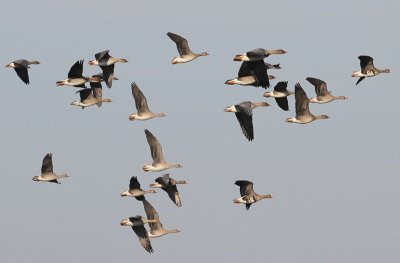 Kolganzen - Greater White-fronted Geese