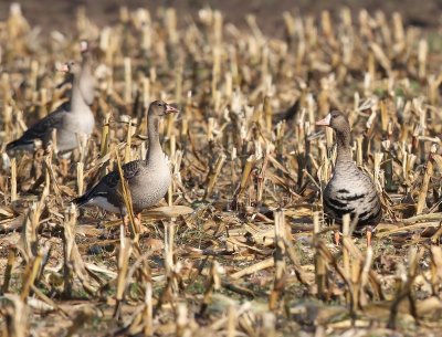 Kolganzen - Greater White-fronted Geese