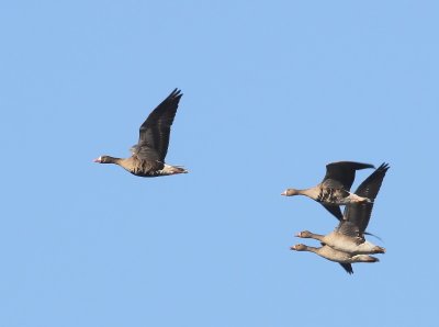 Kolganzen - Greater White-fronted Geese