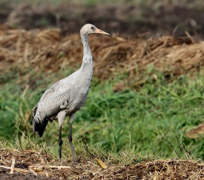 Kraanvogel - Common Crane