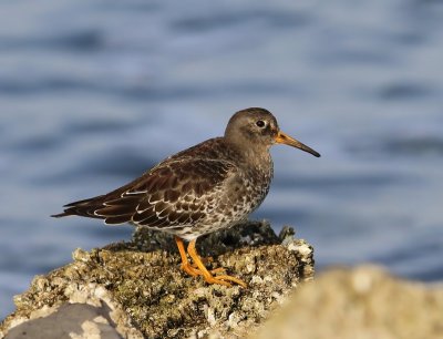 Paarse Strandloper - Purple Sandpiper