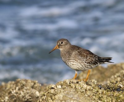 Paarse Strandloper - Purple Sandpiper