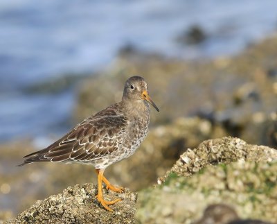 Paarse Strandloper - Purple Sandpiper