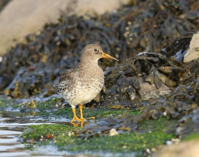 Paarse Strandloper - Purple Sandpiper