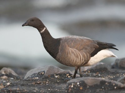 Rotgans - Dark-bellied Brent Goose