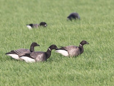 Rotganzen - Dark-bellied Brent Geese