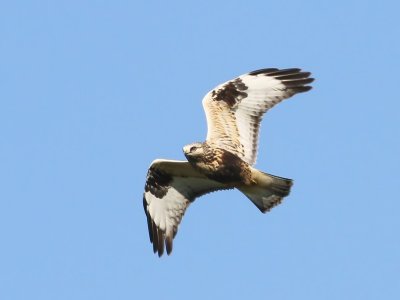 Ruigpootbuizerd - Rough-legged Buzzard