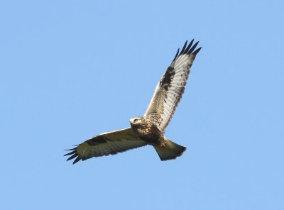 Ruigpootbuizerd - Rough-legged Buzzard