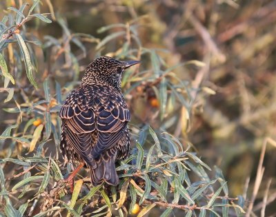 Spreeuw - Common Starling