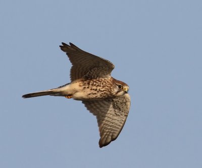 Torenvalk - Common Kestrel