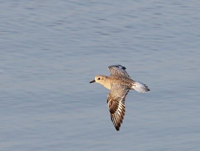 Zilverplevier - Grey Plover