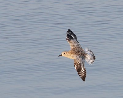 Zilverplevier - Grey Plover