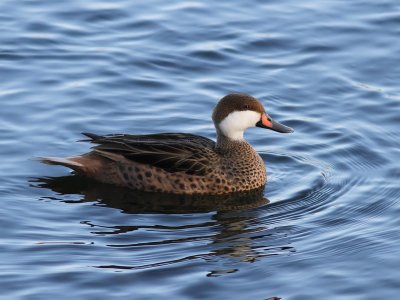 Bahamapijlstaart - White-cheeked Pintail